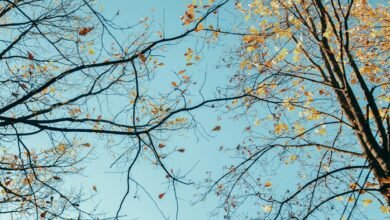 data analysis and trends