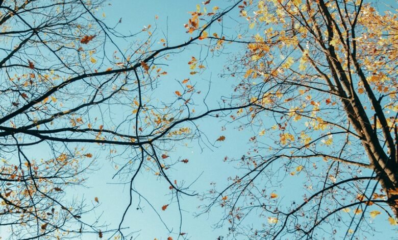 data analysis and trends