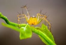 deadly venomous spider species