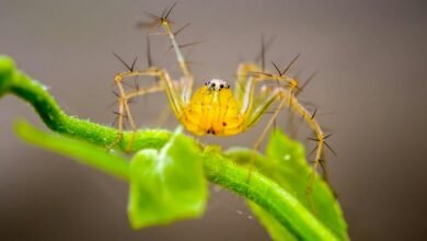 deadly venomous spider species