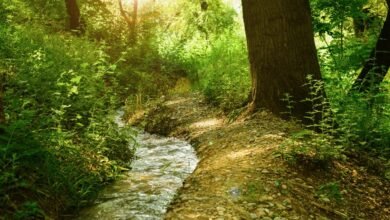 nova flow growth strategy